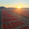 Sun-Dried Tomato Sticks 1.5kg - Image 2