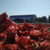 Sun-Dried Tomatoes 1.5kg - Image 2