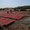 Sun-Dried Tomato Paste 100g - Image 2