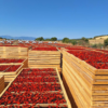 Sun-Dried Tomatoes 280g - Image 2