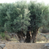 Kritsa Extra Virgin Olive Oil 500ml - Image 2